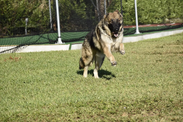 BioPep’s latest efficacy trial shows that peptide treatment can improve fertility in canines (dogs)