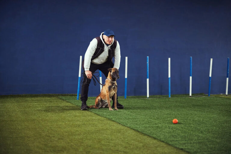 Peptide treatment can improve mobility in older and larger breed canines (dogs)